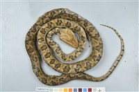 藏品(龜殼花)的圖片